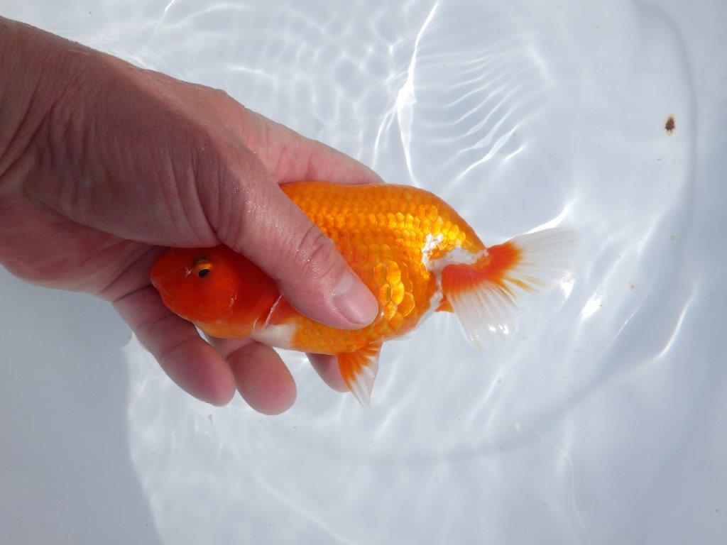 【岡山村上暢彦氏】しっかりした雰囲気の更紗明け二歳らんちゅう約15㎝ オス