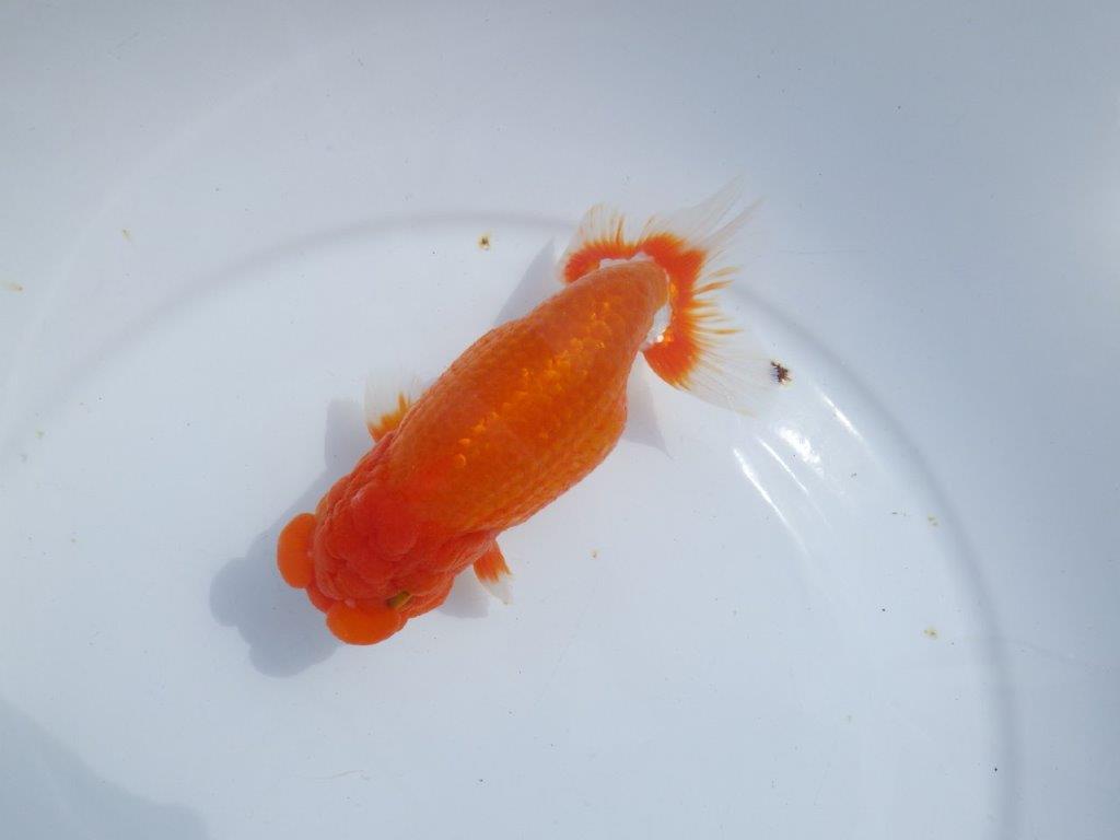 【岡山村上暢彦氏】しっかりした雰囲気の更紗明け二歳らんちゅう約15㎝ オスの上身