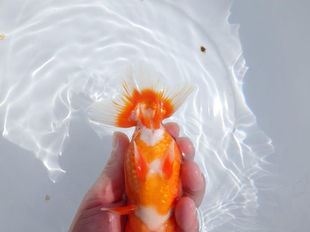 【岡山村上暢彦氏】しっかりした雰囲気の更紗明け二歳らんちゅう約15㎝ オス