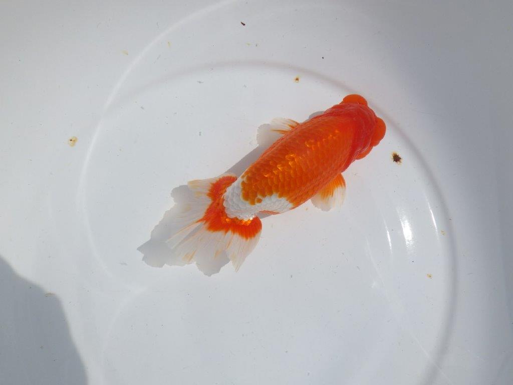 【岡山村上暢彦氏】雰囲気抜群の更紗明け二歳らんちゅう約16,5㎝ オス