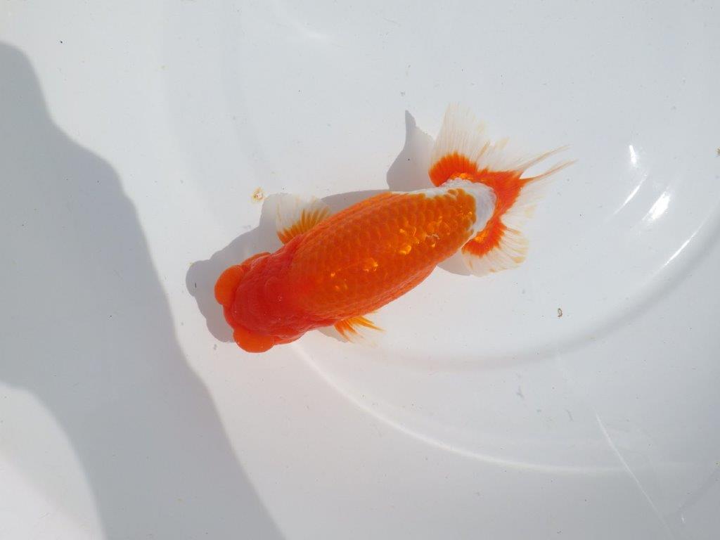 【岡山村上暢彦氏】雰囲気抜群の更紗明け二歳らんちゅう約16,5㎝ オス