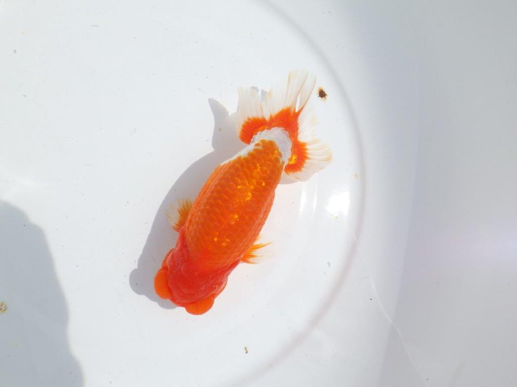 【岡山村上暢彦氏】雰囲気抜群の更紗明け二歳らんちゅう約16,5㎝ オス