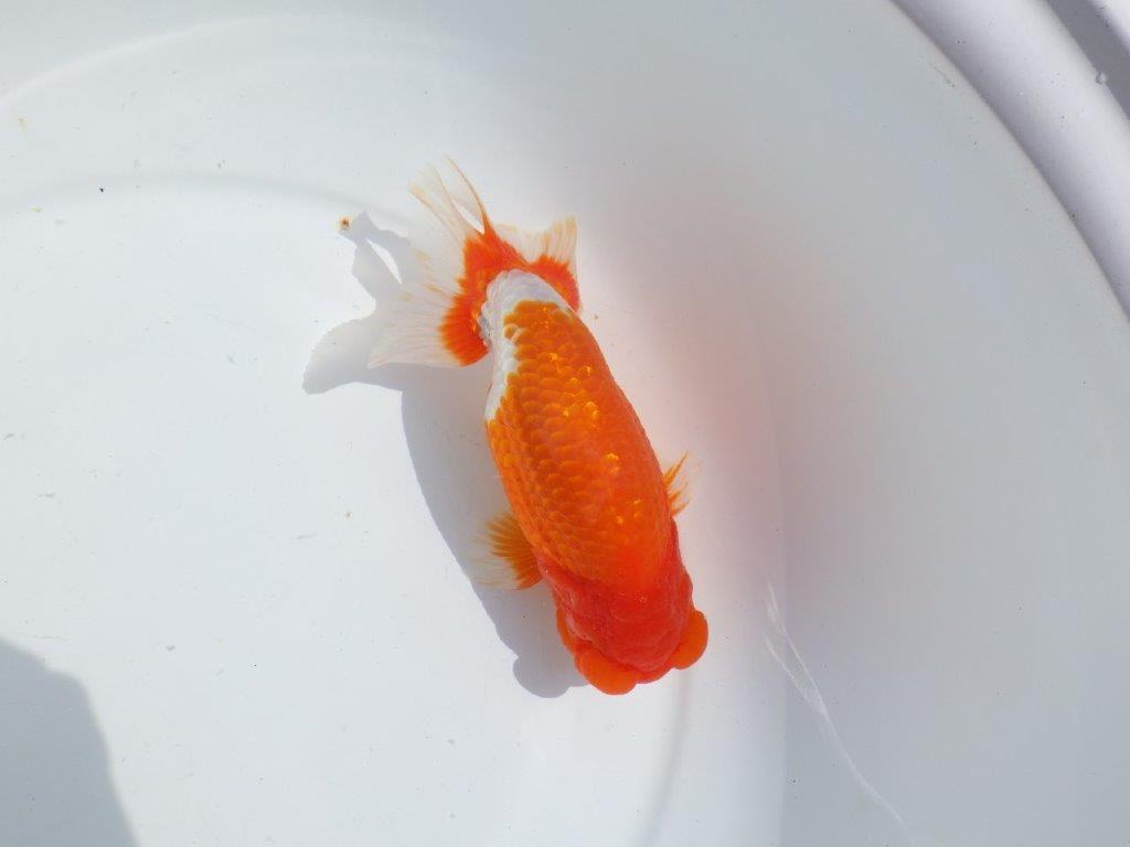 【岡山村上暢彦氏】雰囲気抜群の更紗明け二歳らんちゅう約16,5㎝ オス