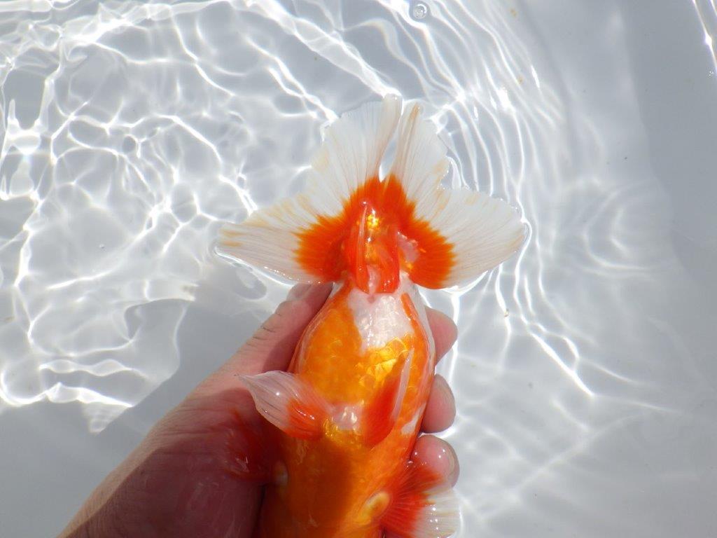 【岡山村上暢彦氏】雰囲気抜群の更紗明け二歳らんちゅう約16,5㎝ オス