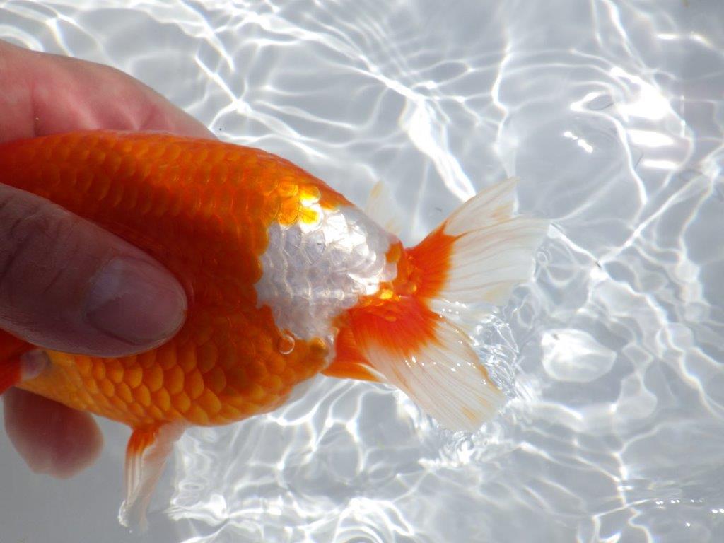 【岡山村上暢彦氏】雰囲気抜群の更紗明け二歳らんちゅう約16,5㎝ オス