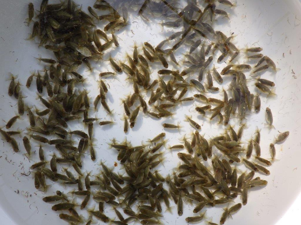 【岡山村上暢彦氏】こちらは５０尾でのお届けになります！約3~4㎝ 限定３セット