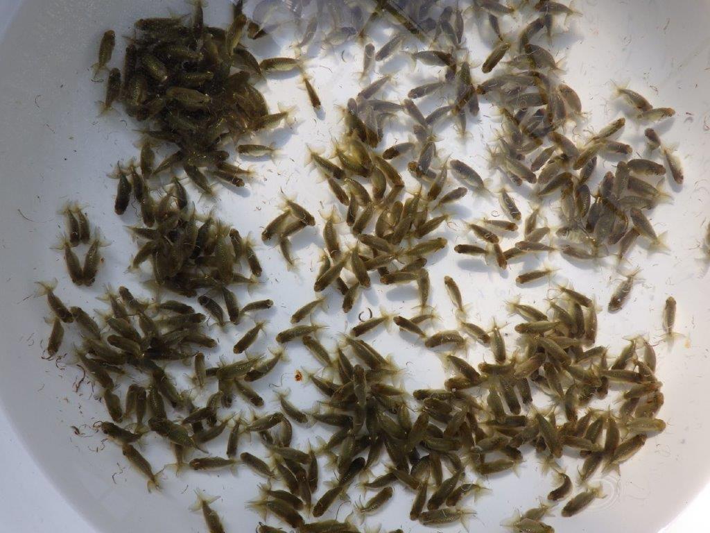 【岡山村上暢彦氏】こちらは５０尾でのお届けになります！約3~4㎝ 限定３セット