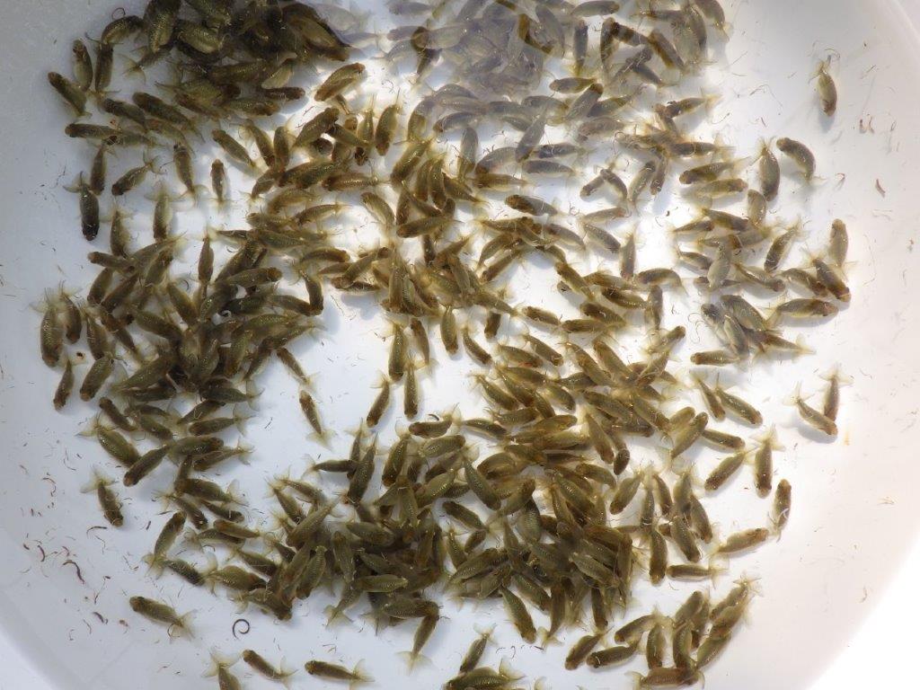 【岡山村上暢彦氏】こちらは５０尾でのお届けになります！約3~4㎝ 限定３セット