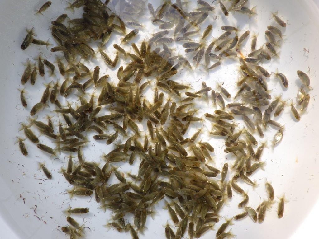 【岡山村上暢彦氏】こちらは１０尾でのお届けになります！約3~4㎝ 限定５セット