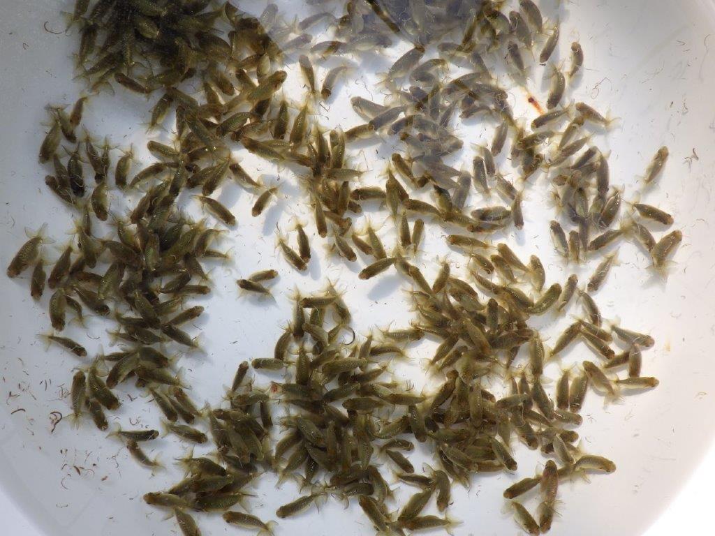 【岡山村上暢彦氏】こちらはワンランク上の10尾!!でのお届けになります!約3~4㎝ 限定2セット