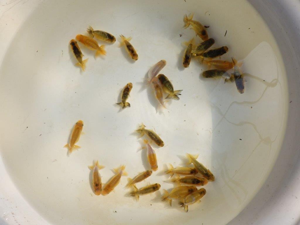 【岡山村上暢彦氏】色変わり&虎禿の5尾セット 約5~6㎝ 限定2セット