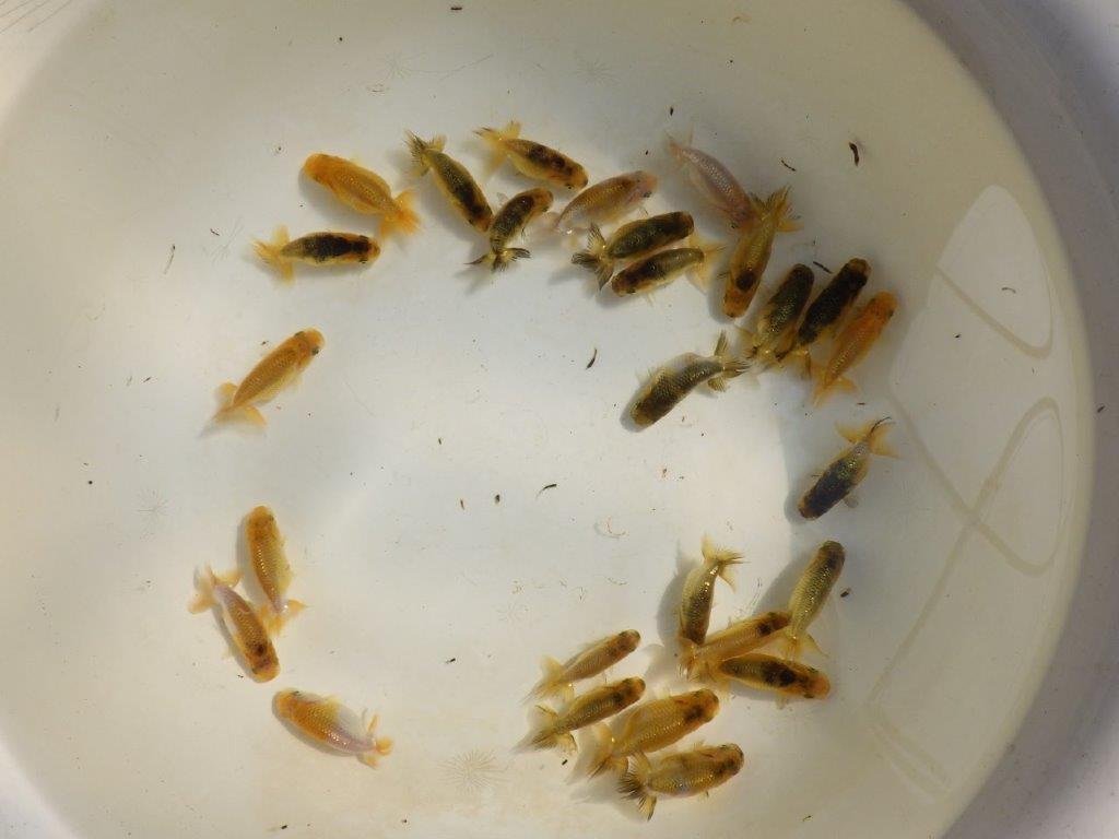 【岡山村上暢彦氏】色変わり&虎禿の5尾セット 約5~6㎝ 限定2セット