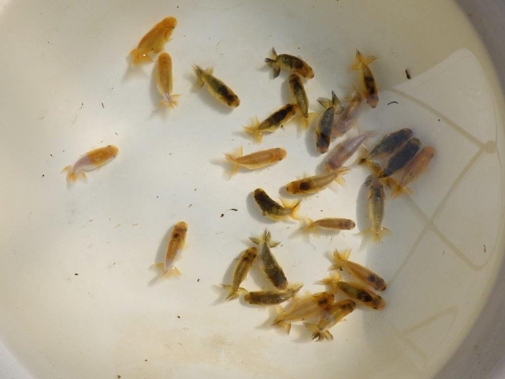 【岡山村上暢彦氏】色変わり&虎禿の5尾セット 約5~6㎝ 限定2セット