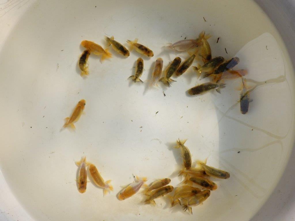 【岡山村上暢彦氏】色変わり&虎禿の5尾セット 約5~6㎝ 限定2セット