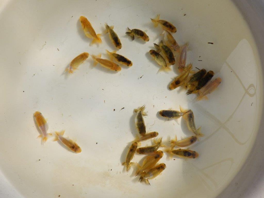 【岡山村上暢彦氏】色変わり＆虎禿の１０尾セット 約5~6㎝ 限定２セット