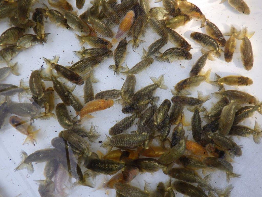 【岡山村上暢彦氏】2026年１月産まれ大きめサイズの２０尾セット約5~6,5㎝ 限定2セット