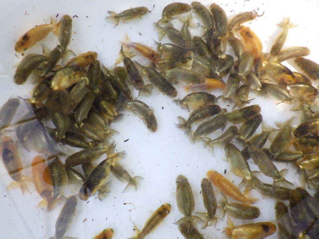 【岡山村上暢彦氏】2026年1月産まれ大きめサイズの20尾セットA約5~6,5㎝ 限定2セット