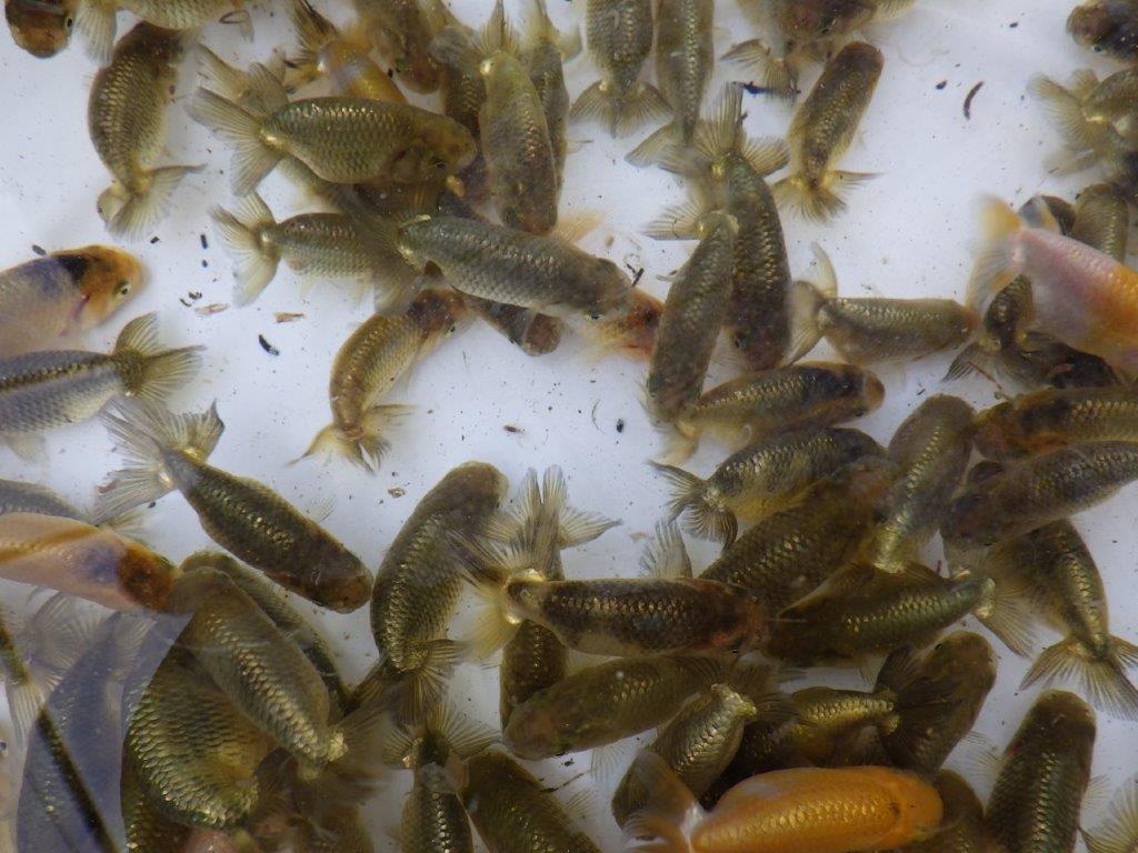 【岡山村上暢彦氏】2026年1月産まれ大きめサイズの20尾セットA約5~6,5㎝ 限定2セット