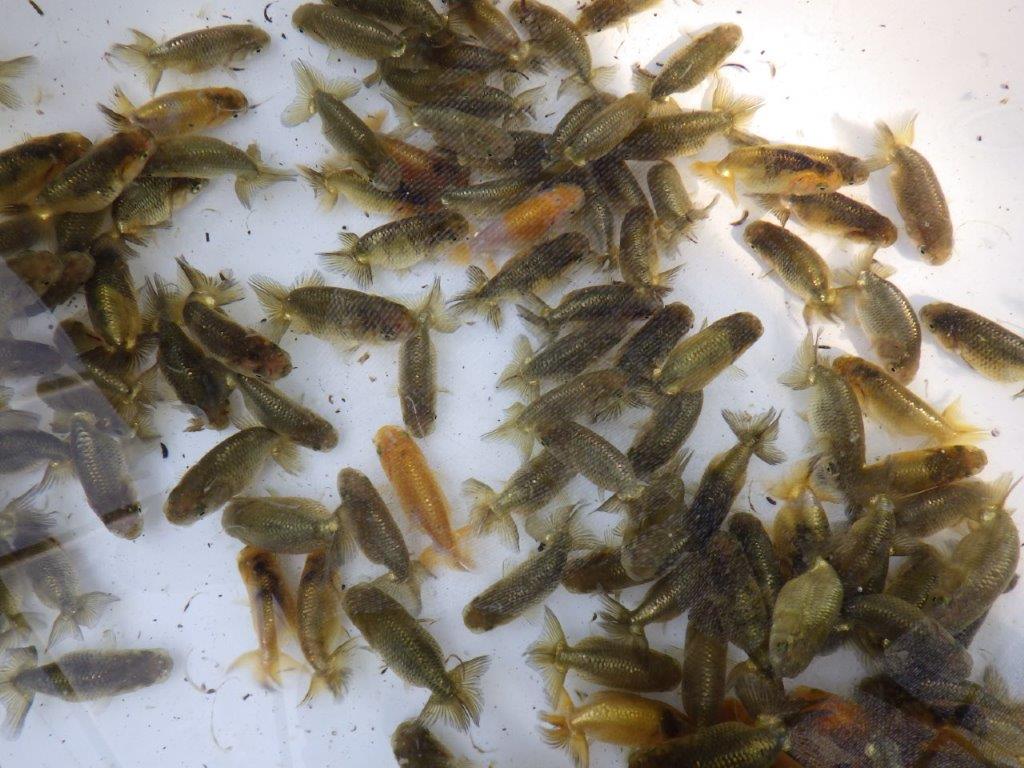 【岡山村上暢彦氏】2026年１月産まれ大きめサイズの１０尾セットA約5~6,5㎝ 限定2セット