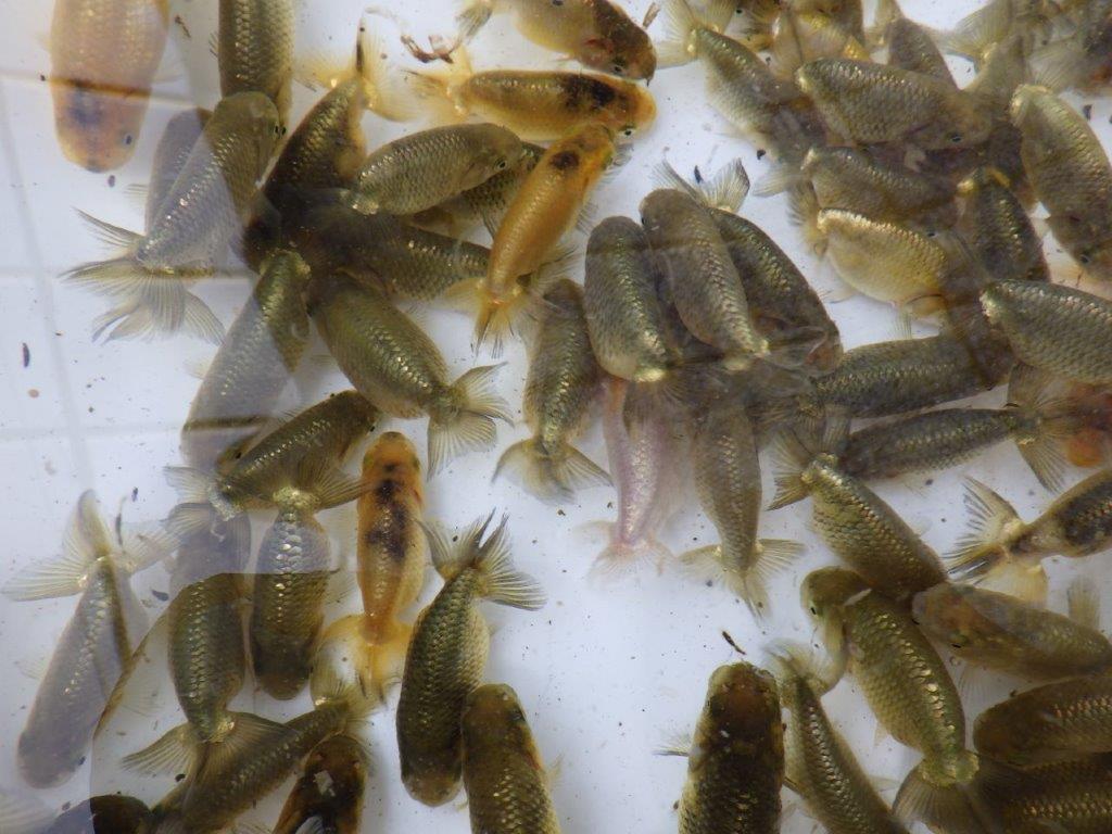 【岡山村上暢彦氏】2026年１月産まれ大きめサイズの５尾セット約5~6,5㎝ 限定１セット