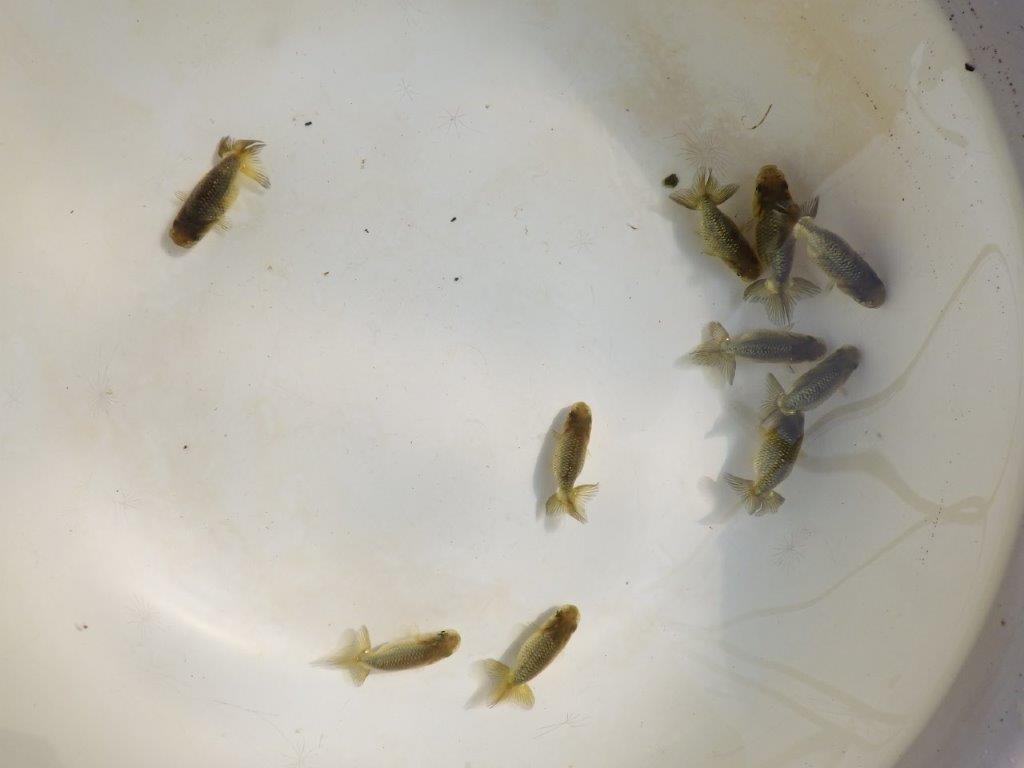 【岡山村上暢彦氏】完売