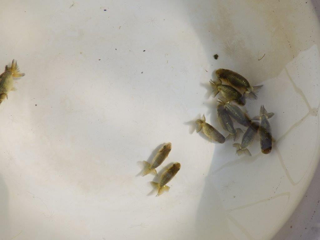 【岡山村上暢彦氏】完売