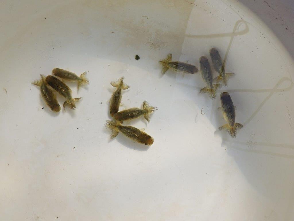 【岡山村上暢彦氏】完売