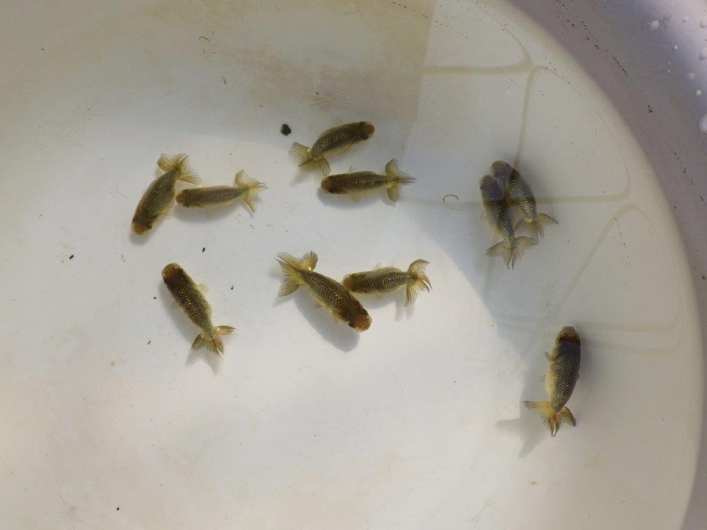 【岡山村上暢彦氏】完売