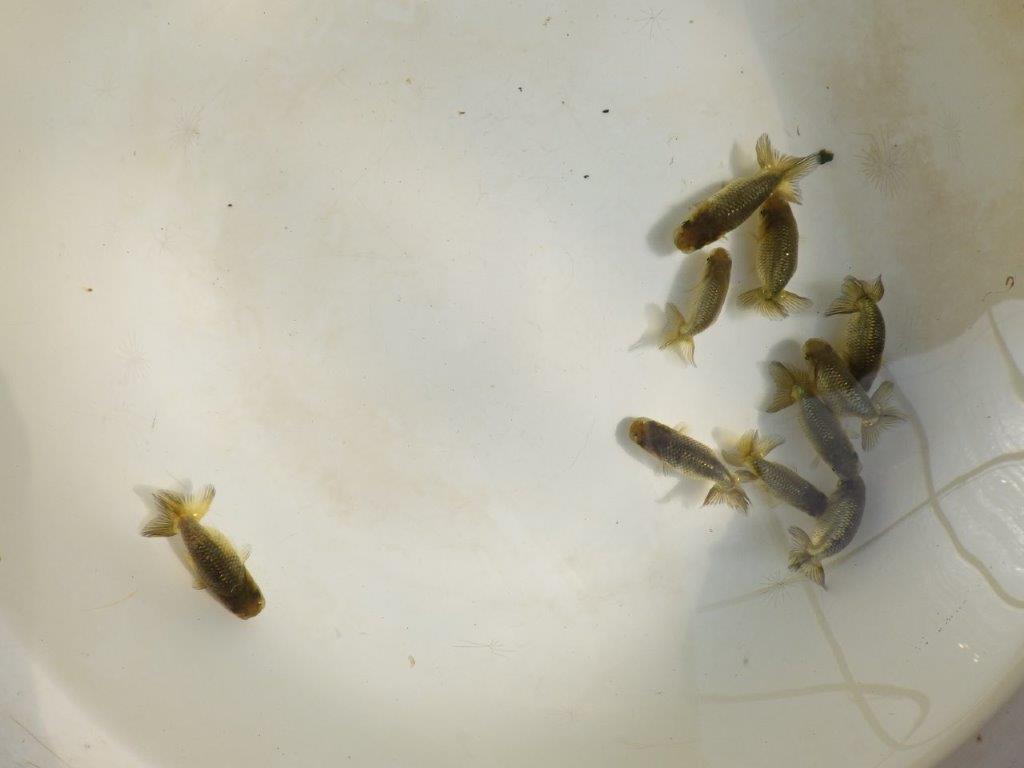 【岡山村上暢彦氏】2026年１月産まれ大きめサイズの５尾セット約5~6,5㎝ 限定１セット