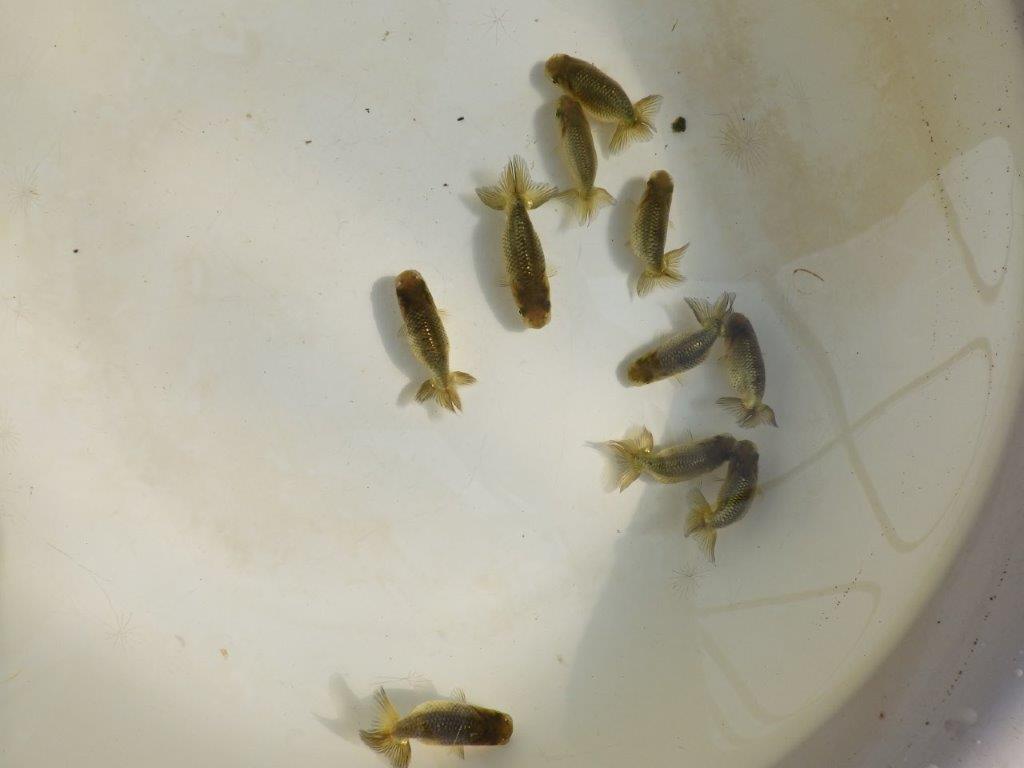 【岡山村上暢彦氏】2026年１月産まれ大きめサイズの５尾セット約5~6,5㎝ 限定１セット