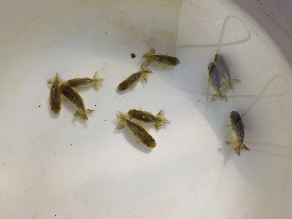 【岡山村上暢彦氏】2026年１月産まれ大きめサイズの５尾セット約5~6,5㎝ 限定１セット