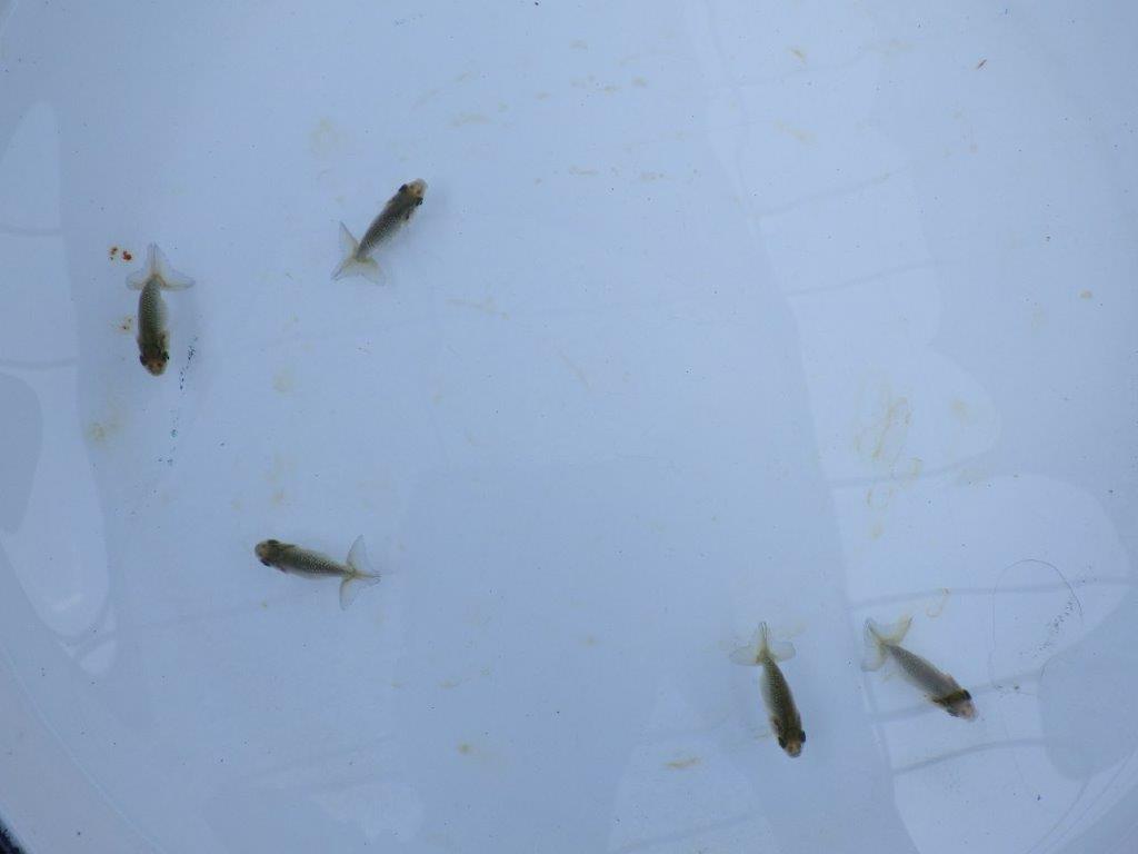 全国大会東大関獲得系統　観賞用B　上物青仔（黒仔）約3,5ｃｍ～　５尾セット　数量限定