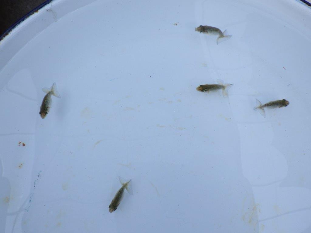 全国大会東大関獲得系統　　上物青仔D（黒仔）約3,5ｃｍ～　３尾セット　あと１セットの上身
