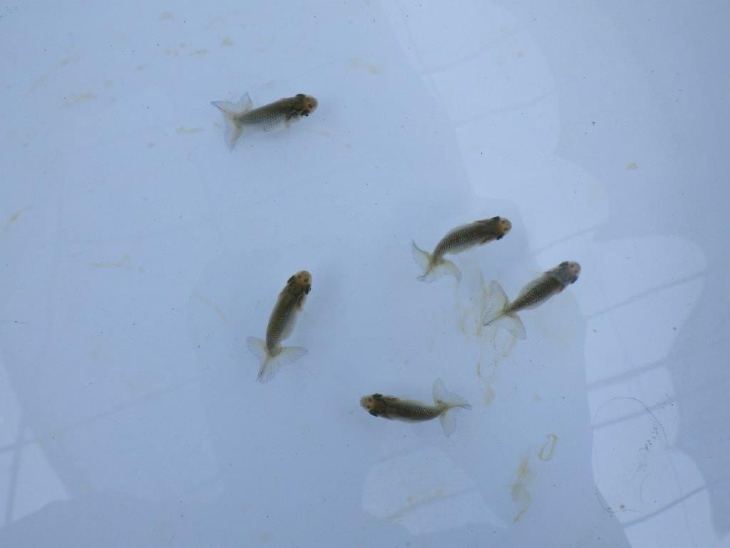 全国大会東大関獲得系統　　上物青仔D（黒仔）約3,5ｃｍ～　３尾セット　あと１セット