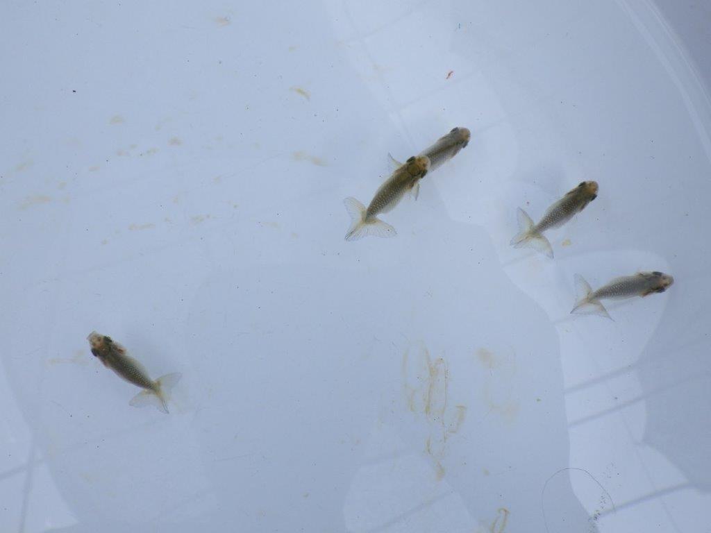 全国大会東大関獲得系統　　上物青仔D（黒仔）約3,5ｃｍ～　３尾セット　あと１セット