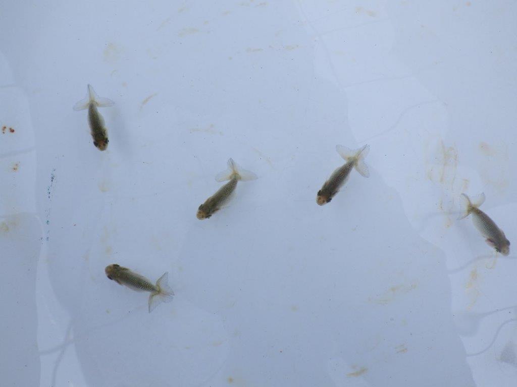 全国大会東大関獲得系統　　上物青仔D（黒仔）約3,5ｃｍ～　３尾セット　あと１セット