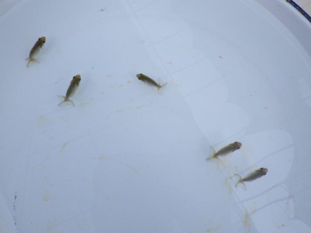 全国大会東大関獲得系統　　上物青仔D（黒仔）約3,5ｃｍ～　３尾セット　あと１セット