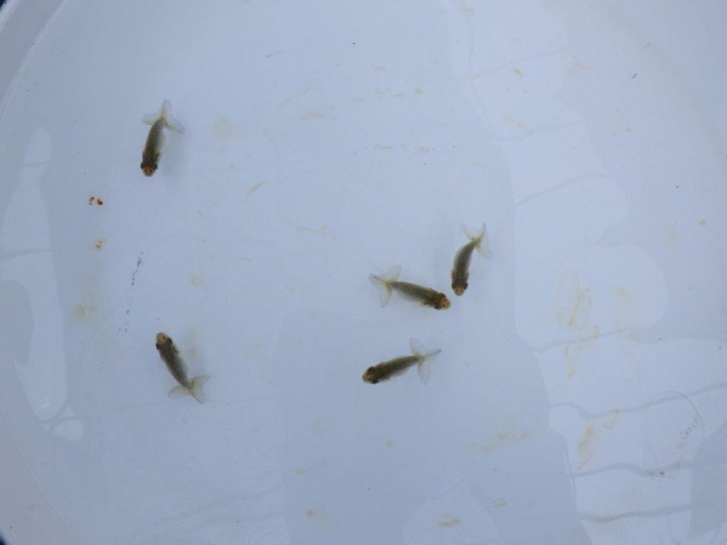 全国大会東大関獲得系統　　上物青仔E（黒仔）約3,5ｃｍ～　３尾セット　限定１の上身