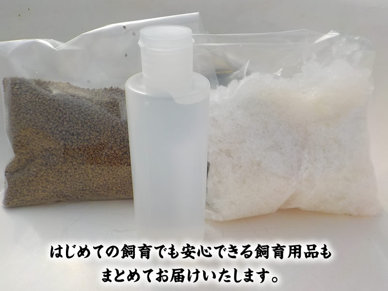 全国大会東大関獲得系統ではじめるらんちゅう飼育！青仔１０尾＆飼育グッズ付きセット