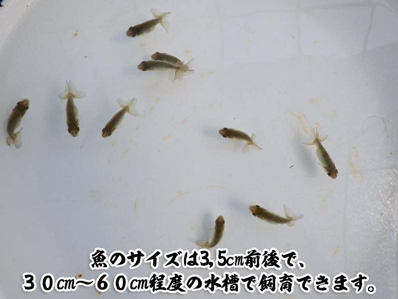 全国大会東大関獲得系統ではじめるらんちゅう飼育！青仔１０尾＆飼育グッズ付きセット