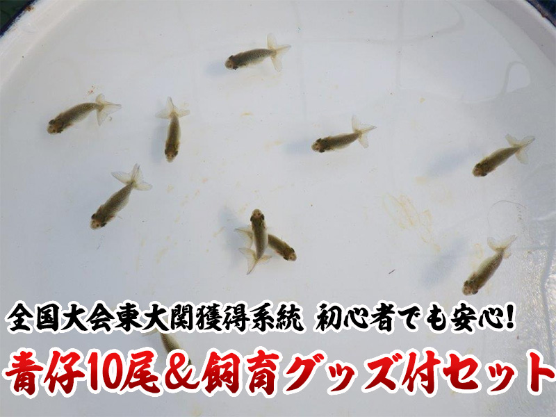 らんちゅうの販売・通販 三共組