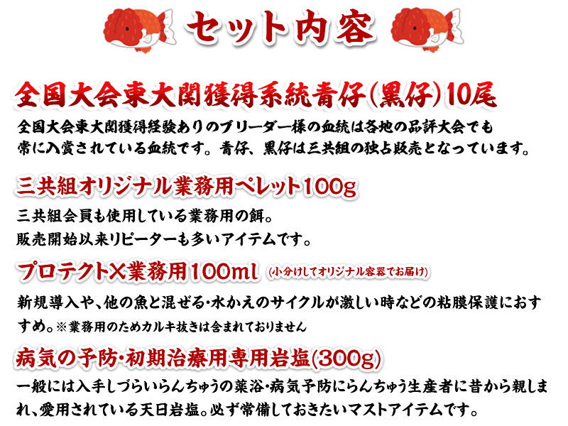 全国大会東大関獲得系統ではじめるらんちゅう飼育！青仔１０尾＆飼育グッズ付きセット