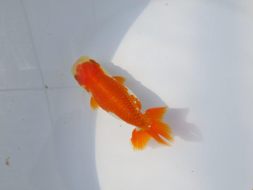 【愛知超優良系統 】春のご鑑賞お勧め更紗らんちゅうA約12cmメス