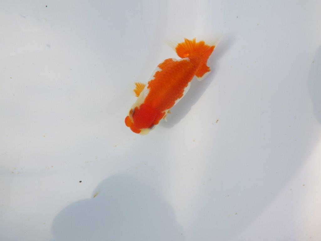 【愛知超優良系統 】春のご鑑賞お勧め更紗らんちゅうＢ約11cm メス