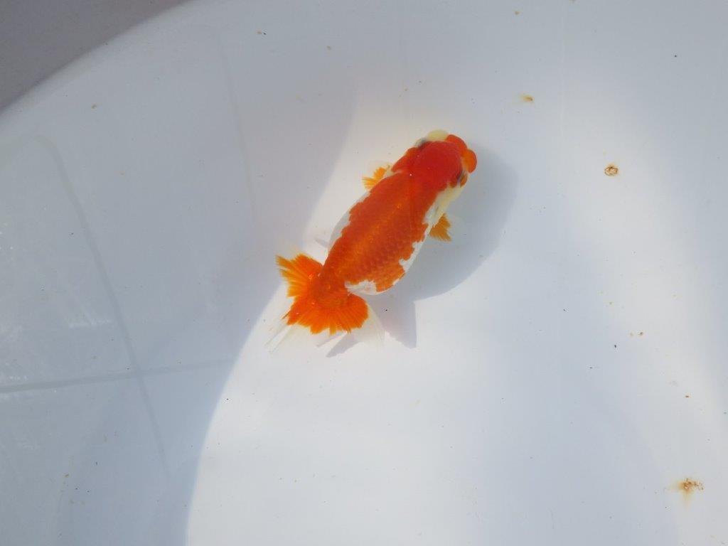 【愛知超優良系統 】春のご鑑賞お勧め更紗らんちゅうＢ約11cm メス