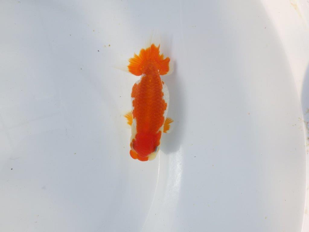 【愛知超優良系統 】春のご鑑賞お勧め更紗らんちゅうＢ約11cm メス