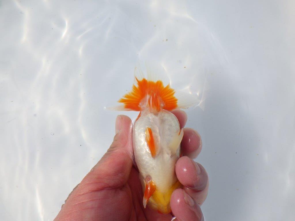 【愛知超優良系統 】春のご鑑賞お勧め更紗らんちゅうＢ約11cm メス