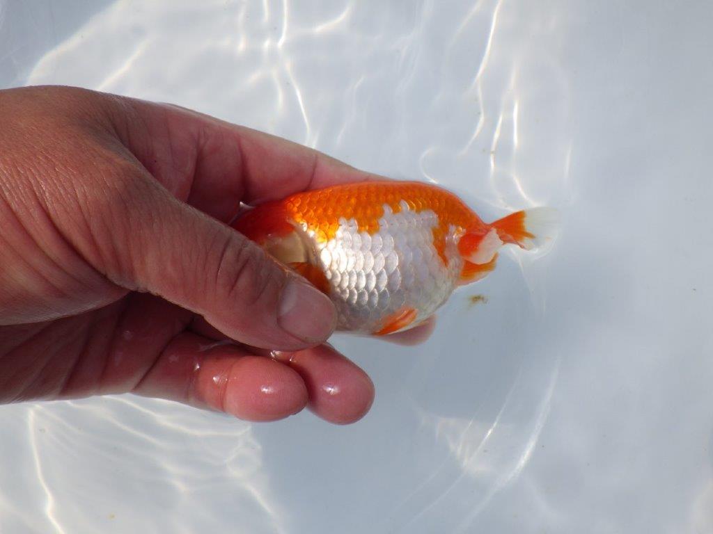 【愛知超優良系統 】春のご鑑賞お勧め更紗らんちゅうＢ約11cm メス