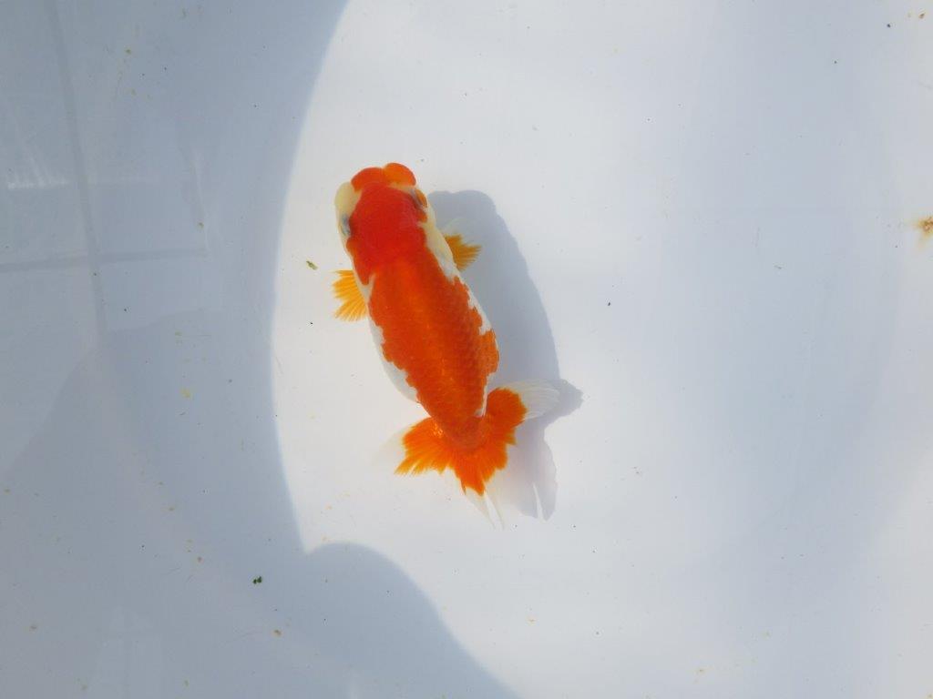 【愛知超優良系統 】春のご鑑賞お勧め更紗らんちゅうＢ約11cm メス