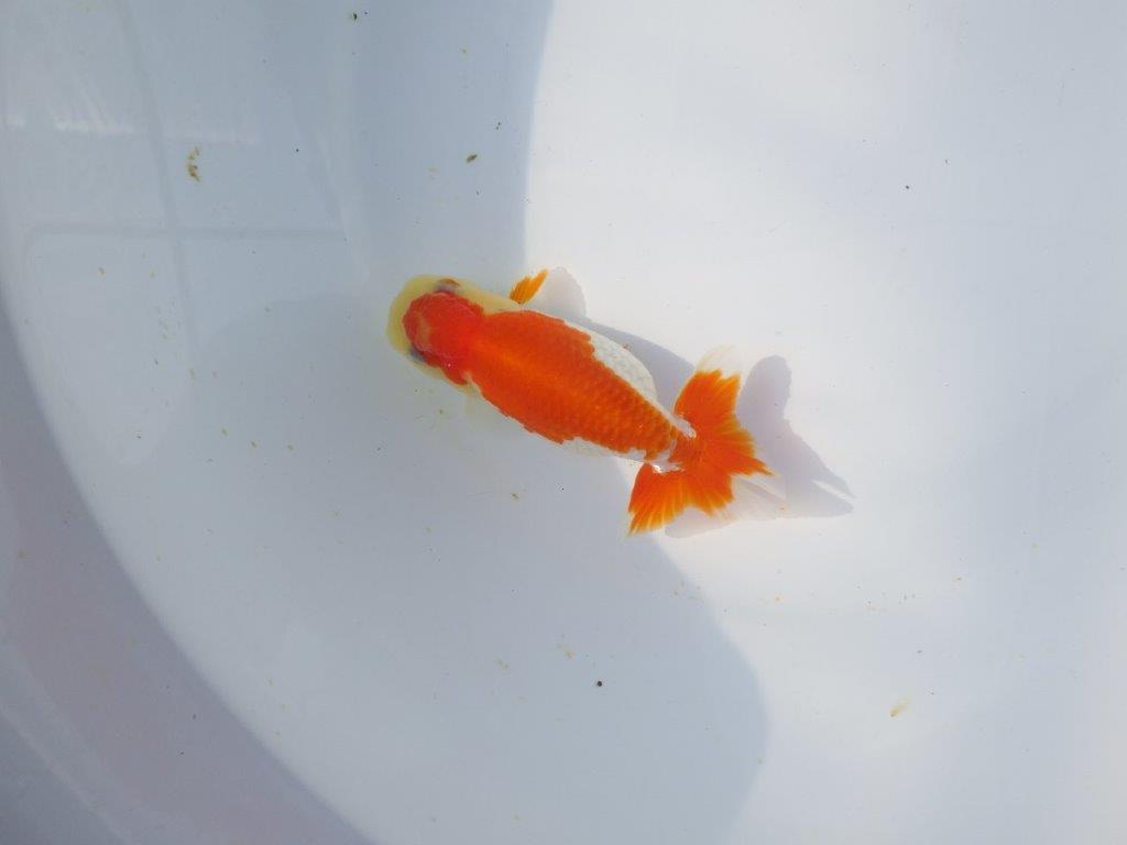 【愛知超優良系統 】春のご鑑賞お勧め更紗らんちゅうＣ約12cmメス